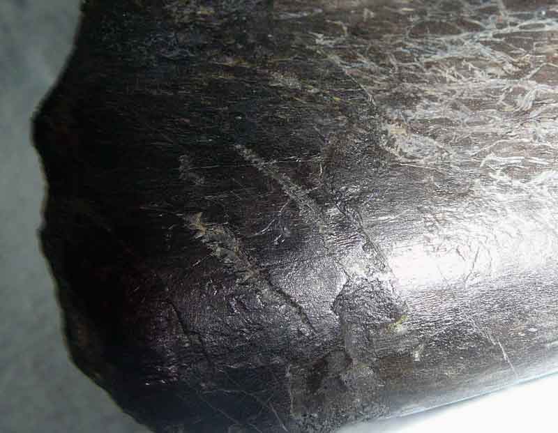 Diplodocus pubis with claw and tooth marks